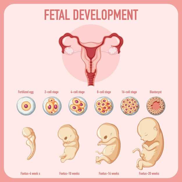 Структура пятидневного эмбриона
